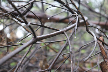 Dry old twigs and branches.texture or background on the lake shore. Fine, short reed stalks in sunny spring. Dry grass from top. 
