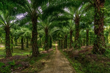 Obraz na płótnie Canvas indonesian industrial area, indonesian palm oil plantation