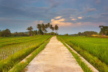 Fototapeta na wymiar Indonesian scenery, on a sunny morning in green rice fields