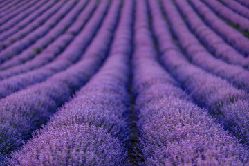 Fototapeta na wymiar Lavender flower blooming scented fields in endless rows.