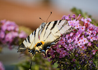Macro scattata ad una farfalla su un fiore.