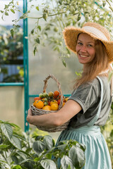 A farmer's wife in a cotton apron and hat holds tomatoes in her hands. Girl with a wicker basket close-up. The concept of harvesting in the garden in the greenhouse.