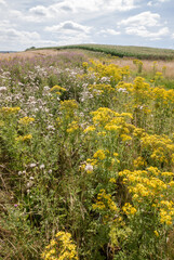 wildflower meadows in late summer