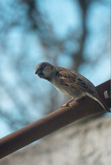 Moineau 