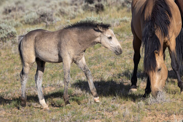 Wild Horse Mare and Foal in the Wyoming Desert