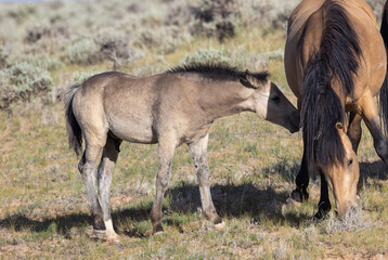 Wild Horse Mare and Foal in the Wyoming Desert