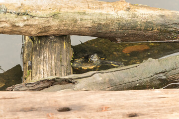 turtles in a garden pond