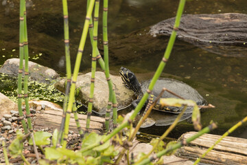 turtles in a garden pond