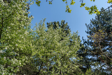 Tall, green trees in the park - a perfect place to relax.