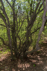Tall, green trees in the park - a perfect place to relax.