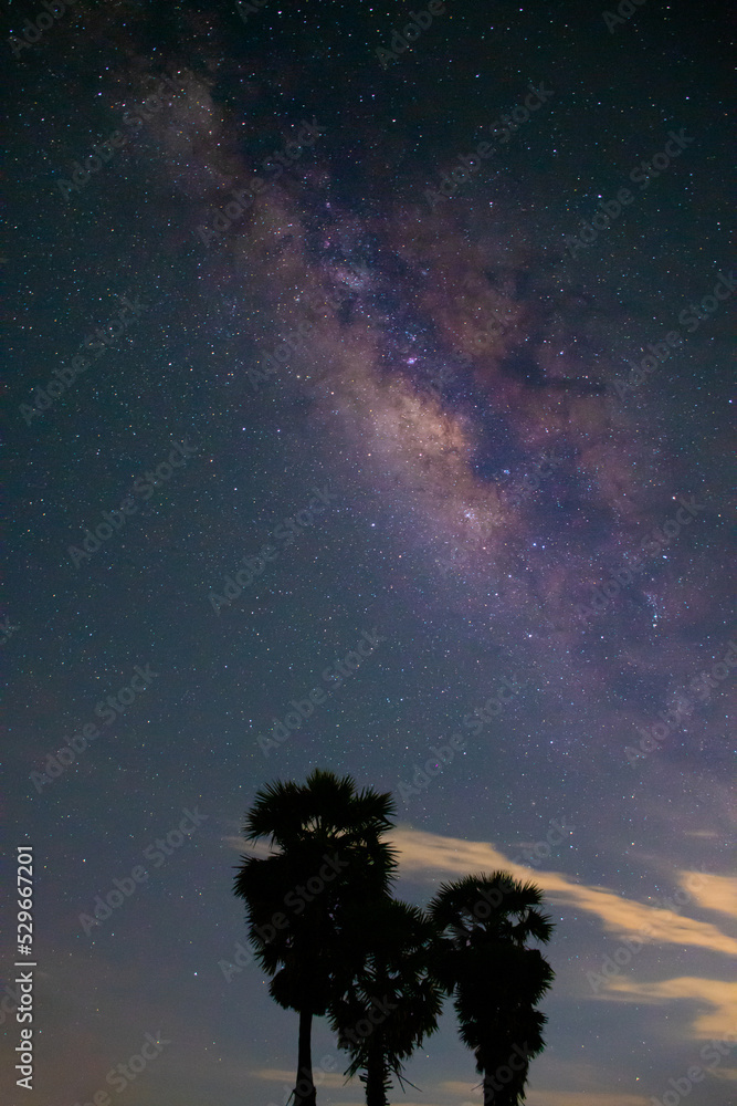 Canvas Prints starry night sky. milky way. stars nebula. space vertical background. there is a shadow of a tree. l
