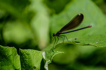 dragonfly on a leaf