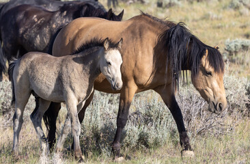 Obraz na płótnie Canvas Wild Horse Mare and Foal in the Wyoming Desert