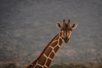 Fototapeta premium giraffe in the wild
