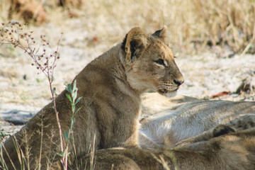 Lion cub