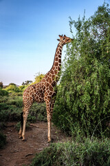 giraffe in the wild eating