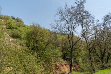 Tall, green trees in the park - a perfect place to relax.