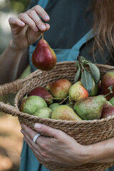 Banner. A wicker basket with pears in female hands, the hands of a female farmer in an apron holding a harvest of pears, a close-up of fresh fruit.