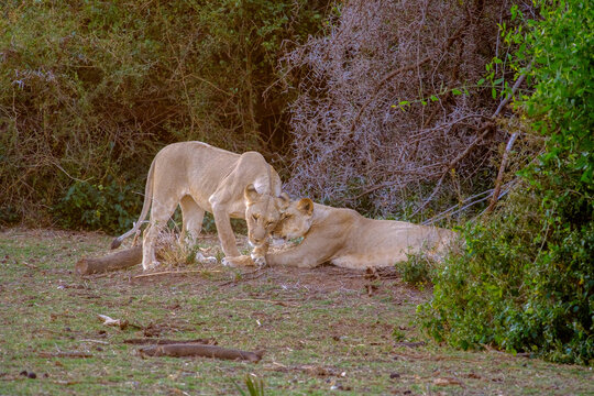 Lions Putting Their Heads Together