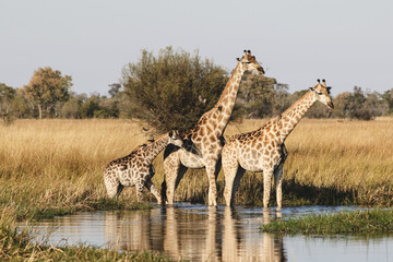 giraffes crossing water