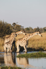 giraffes in Botswana