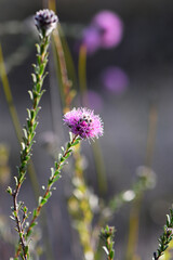 Pinkish purple flowers of the Australian native myrtle Kunzea capitata, family Myrtaceae, growing in heath in Sydney, NSW, Australia. Spring flowering in sunny, damp heathland