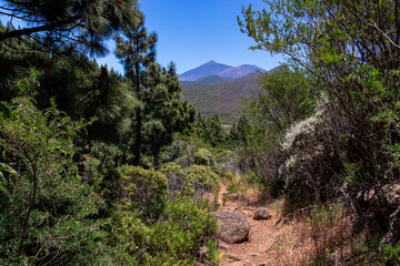 Fototapeta na wymiar Hiking trail through the lush green dense Canary pine tree forest (Pinus canariensis) leading to Pico Verde, Teno mountain range, Tenerife, Canary Islands, Spain, Europe. Scenic view on Pico del Teide