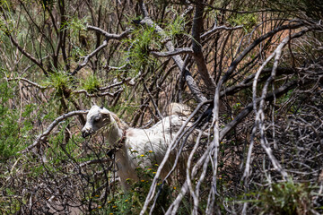 A wild white young goat in the dense tropical forest in the Teno mountain range, Tenerife, Canary Islands, Spain, Europe. Hiking trail from Masca village to Pico Verde. Animal in the wilderness