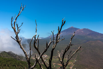 Selective focus on burned tree branch with scenic view on volcano Pico del Teide surrounded by pine tree forest, Teno mountain, Tenerife, Canary Islands, Spain, Europe. Hiking trail Pico Verde, Masca