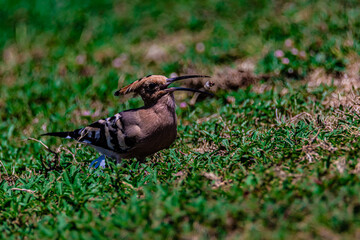 bird hoopoe on the grass