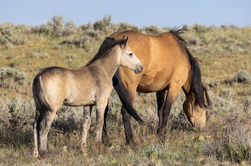 Obraz na płótnie Canvas Wild Horse Mare and Foal in the Wyoming Desert