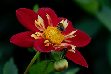 Blumenzauber © Sven