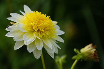 Blumenzauber © Sven