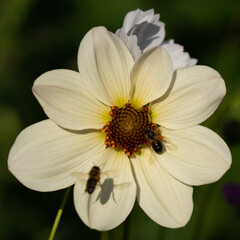 Obraz premium Blumenzauber