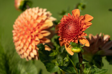 Blumenzauber © Sven