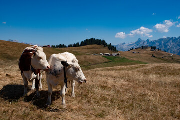 Panorama des Alpes, la vie des pâturages