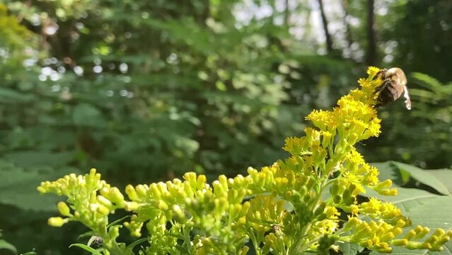 Fleurs jaunes et insecte