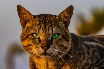  portrait of a cat close up