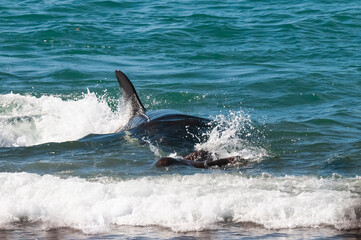 Fototapeta premium Killer whale hunting sea lions on the paragonian coast, Patagonia, Argentina