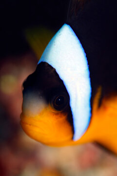 Close-up of an Allard's Clownfish (Amphiprion allardi, aka Allard’s Anemonefish). Mafia Island, Tanzania