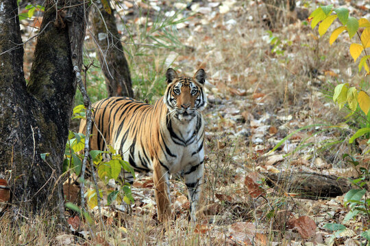 Bengal Tiger (Panthera tigris tigris) in the Wild, Looking into the Camera. Bandhavgarh, India