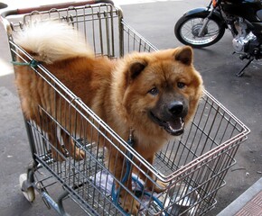 Chow-chow dog is patiently waiting in the shopping cart for his owner. Manaus, Amazon – Brazil.