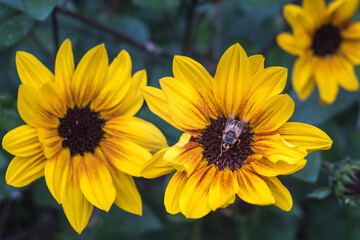 bee on a yellow flower in summer
