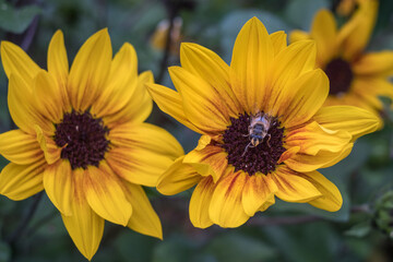 bee on a yellow flower in summer