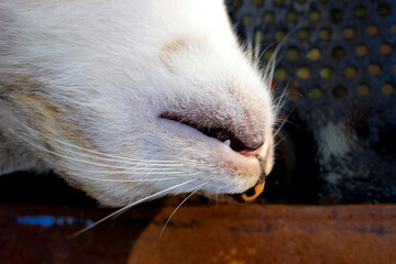 a white cat sleeping