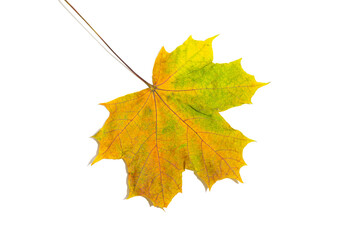 Autumn bright leaf highlighted on a white background. Selective focus