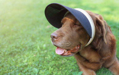 A Labrador retriever with a cap on his head lies on the green grass. Soft focus.