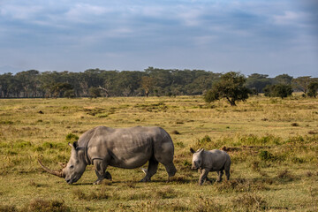 white rhino and baby in the savannah