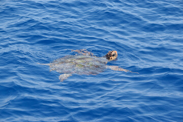 Loggerhead Sea Turtle Surfaces to Breath in the Eastern Aegean Sea, Greece.