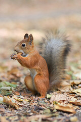 A red squirrel eats a nut in the park. Feeding animals. Soft focus